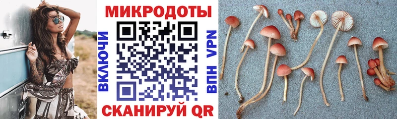 Галлюциногенные грибы Psilocybine cubensis  Западная Двина 